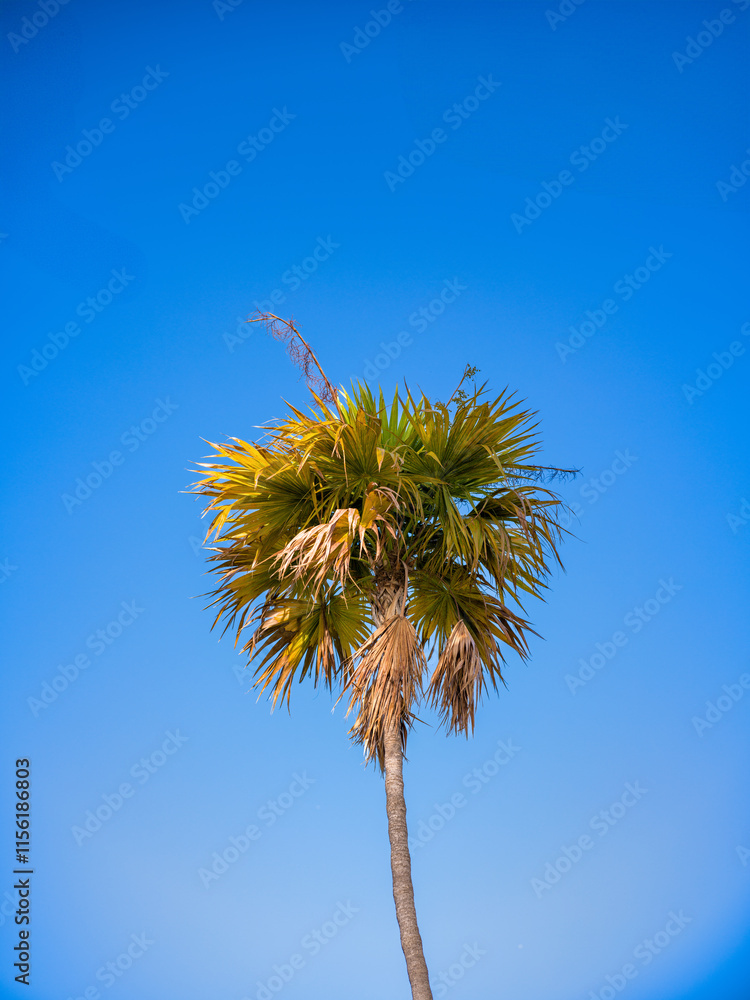 Fototapeta premium Golden Brown and Green Date Palm Under Blue Sky.