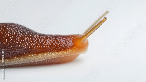 Closeup of a Brown Snail Showing Texture and Tentacles photo