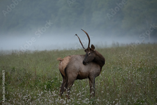 Spike Elk Twists Head To Scratch His Back photo