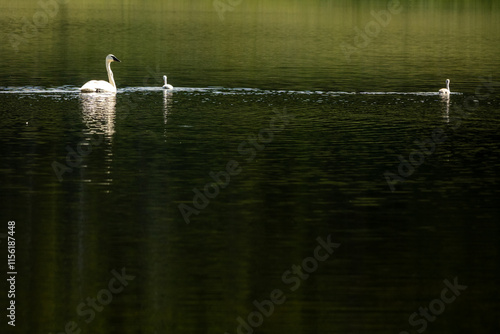 Swan And Cygnets Explore Grebe Lake In Yellowstone photo