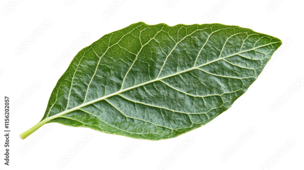 Leaf from a tree, transparent background Leaf from a tree, transparent background