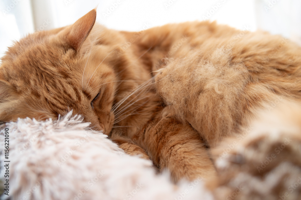 窓辺で眠る可愛い猫　茶トラ猫