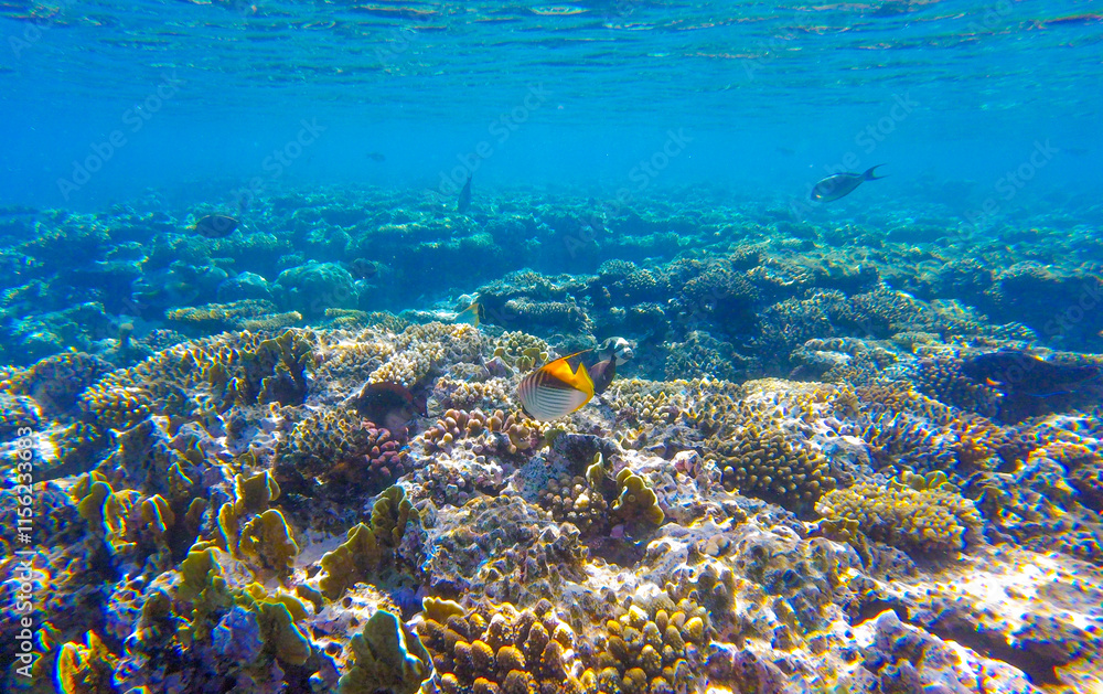 coral and fish in sahl hasheesh for background coral and fish in sahl hasheesh for background