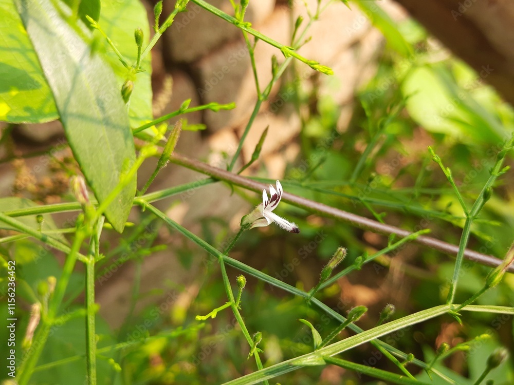 Andrographis paniculata flower. Its other name
creat or green chireta. Its has been traditionally used to treat infections and some diseases. Mostly the leaves and roots is used for medicinal purpose Andrographis paniculata flower. Its other name
creat or green chireta. Its has been traditionally used to treat infections and some diseases. Mostly the leaves and roots is used for medicinal purpose