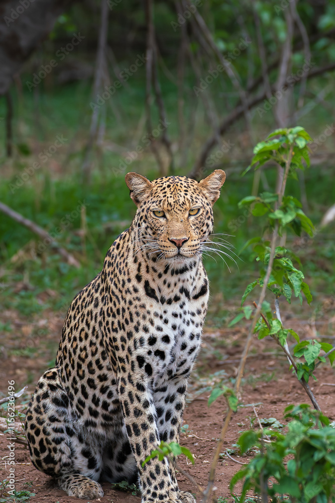 Obraz premium Leopard staring 