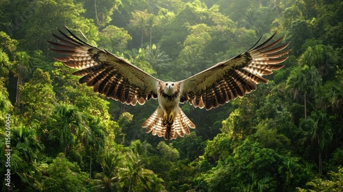 Osprey bird in flight over lush green rainforest.
