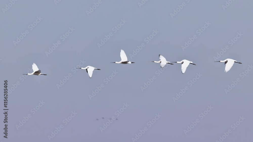 Flocks of cranes gracefully soaring across the clear sky at sunset over a tranquil landscape Flocks of cranes gracefully soaring across the clear sky at sunset over a tranquil landscape