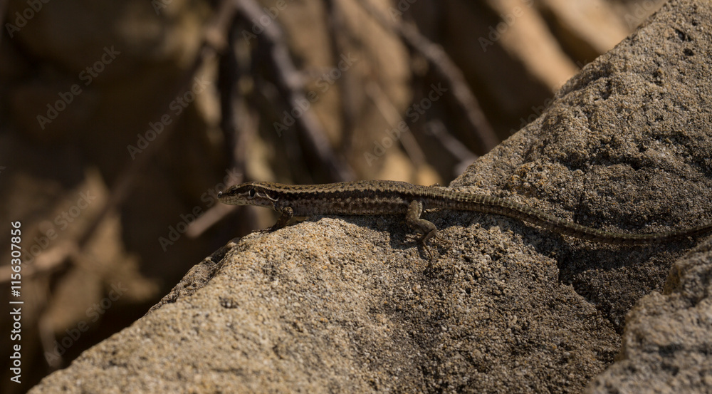 The sand lizard (Lacerta agilis) is a lacertid lizard. The habitat of the reptile is in a rocky area. An old lizard resting on a rock on a Sunny day. The sand lizard (Lacerta agilis) is a lacertid lizard. The habitat of the reptile is in a rocky area. An old lizard resting on a rock on a Sunny day.