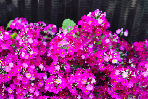 Primula Malacoides, Pink flowers in japan park photo