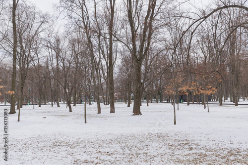 Foto snowy ground in winter forest of shechenko park of kharkiv