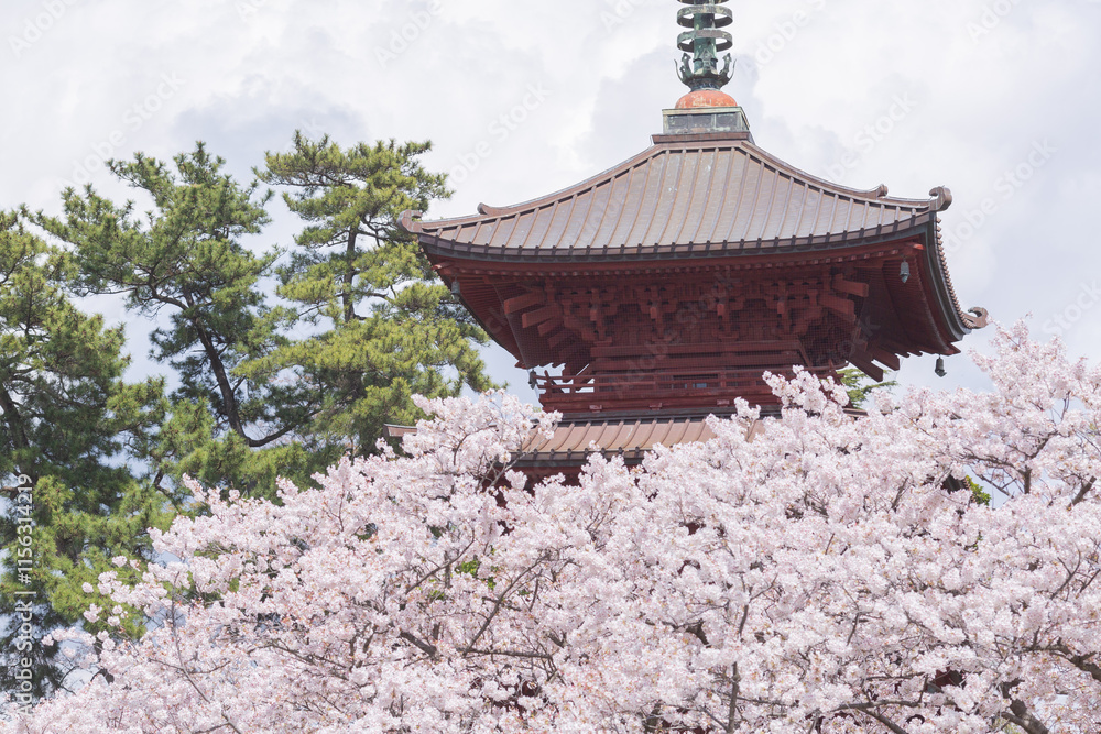 fully blooming japanese cherry blossom sakura and buddism pagoda in hokkekyo temple in chiba prefecture fully blooming japanese cherry blossom sakura and buddism pagoda in hokkekyo temple in chiba prefecture