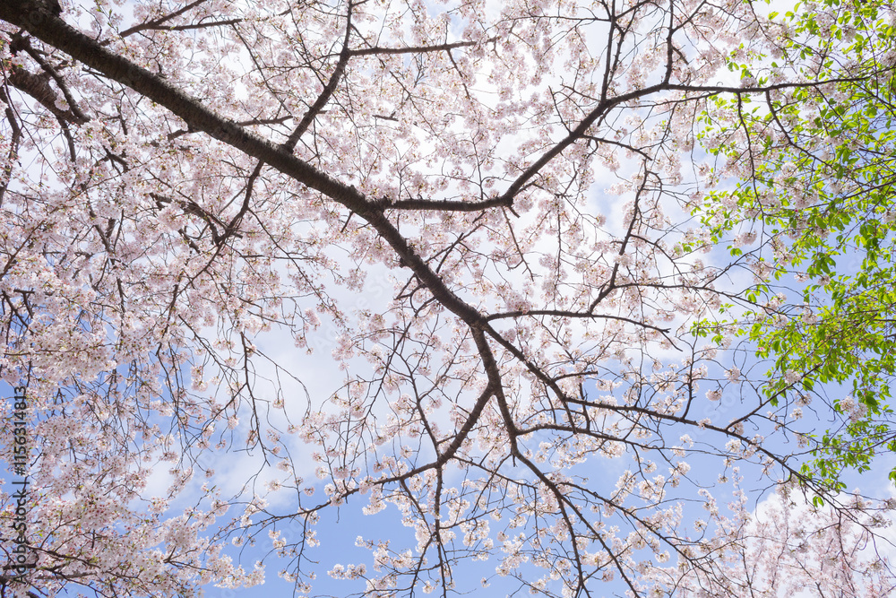 fully blooming japanese cherry blossom sakura and blue sky in hokkekyo temple in chiba prefecture fully blooming japanese cherry blossom sakura and blue sky in hokkekyo temple in chiba prefecture