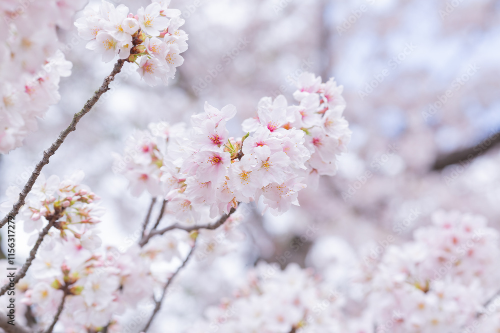 fully blooming japanese cherry blossom sakura in hokkekyo temple in chiba prefecture fully blooming japanese cherry blossom sakura in hokkekyo temple in chiba prefecture