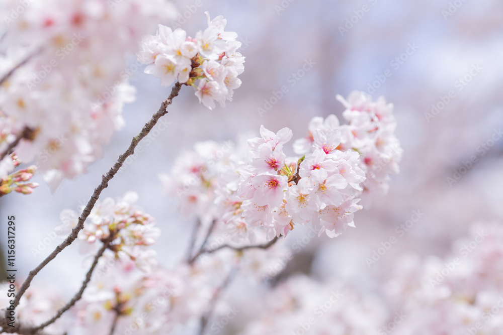 fully blooming japanese cherry blossom sakura in hokkekyo temple in chiba prefecture fully blooming japanese cherry blossom sakura in hokkekyo temple in chiba prefecture
