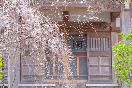 branches of japanese cherry blossom sakura and buddhism architecture in hokkekyo temple in ichikawa city photo