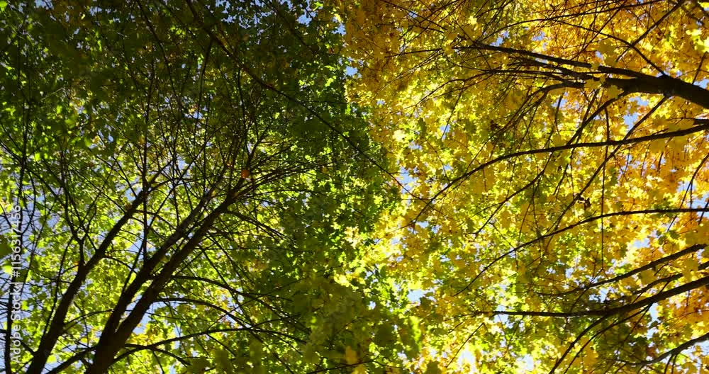 maple foliage on branches in sunny weather, beautiful maple foliage during warm Indian summer in warm autumn weather maple foliage on branches in sunny weather, beautiful maple foliage during warm Indian summer in warm autumn weather