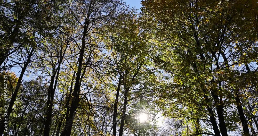 bright foliage in the autumn season during leaf fall, trees during the fall of yellowed foliage in the park bright foliage in the autumn season during leaf fall, trees during the fall of yellowed foliage in the park