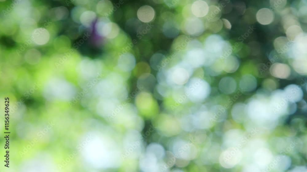 さわやかな朝の太陽の眩しい光でキラキラ輝く木々の葉のきらめき 自然の緑の丸ボケとやわらかい日光の背景 アウトドア・季節・はじまり・洗濯・天気晴れの風景 さわやかな朝の太陽の眩しい光でキラキラ輝く木々の葉のきらめき 自然の緑の丸ボケとやわらかい日光の背景 アウトドア・季節・はじまり・洗濯・天気晴れの風景