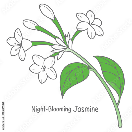Night-Blooming Jasmine Head