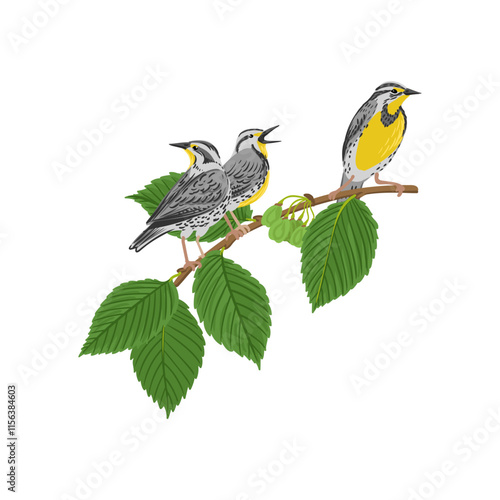 vector drawing branch of white elm tree with green leaves and seeds and western meadowlark, birds, Ulmus americana isolated at white background, hand drawn illustration