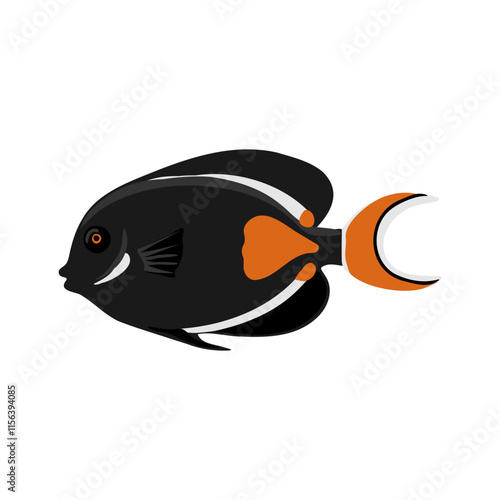 vector drawing tropical fish, Achilles tang, redtail surgeonfish , Acanthurus achilles isolated at white background, hand drawn illustration