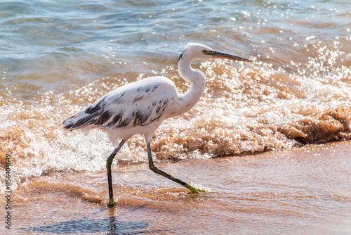 White Western Reef Heron (Egretta gularis) at Sharm el-Sheikh beach, Sinai, Egypt photo