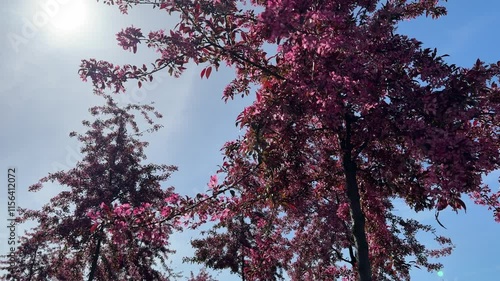 Spring pink blossom of crab apple trees. photo