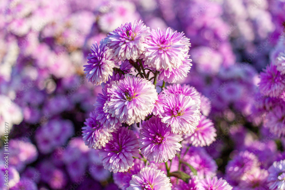 Purple margaret flower blossom field close up, nature background