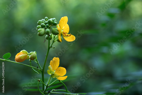 Antbush Biological, Senna occidentalis, Fabaceaae Poisonous photo