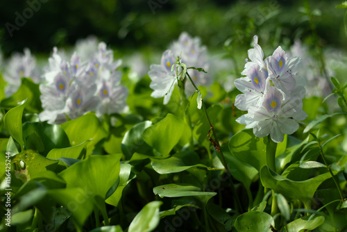 It is called kochuripana. Water-hyacinth is a floating plant photo