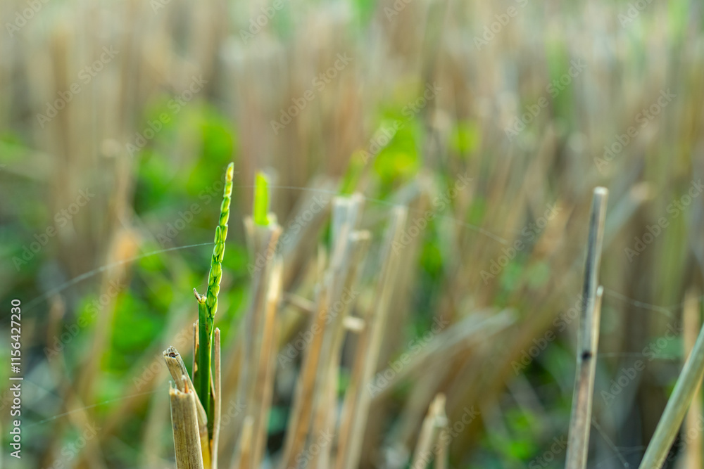 Paddy is usually grown in level basins that are flooded Paddy is usually grown in level basins that are flooded