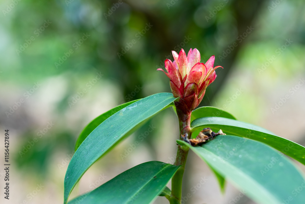 Fototapeta premium Red and white Costus, known as stepladder or spiral Ginger, ada