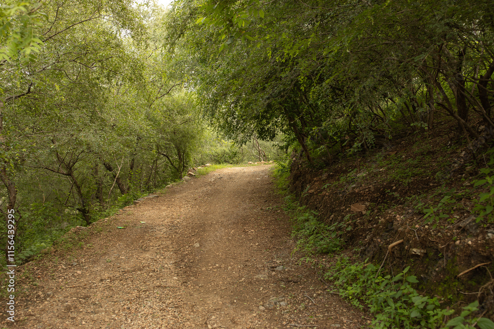 Obraz premium Forest Road