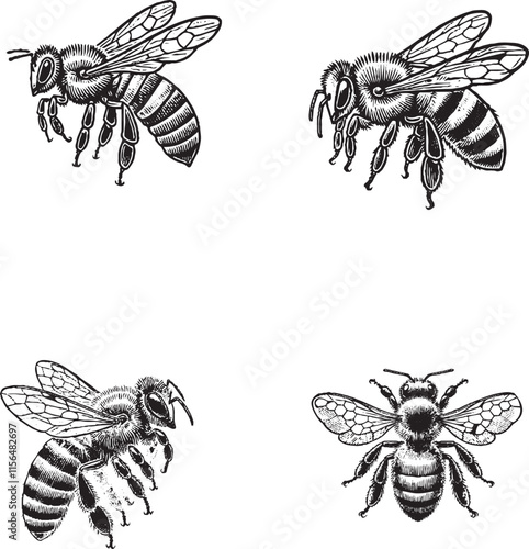 Detailed Bee Illustrations