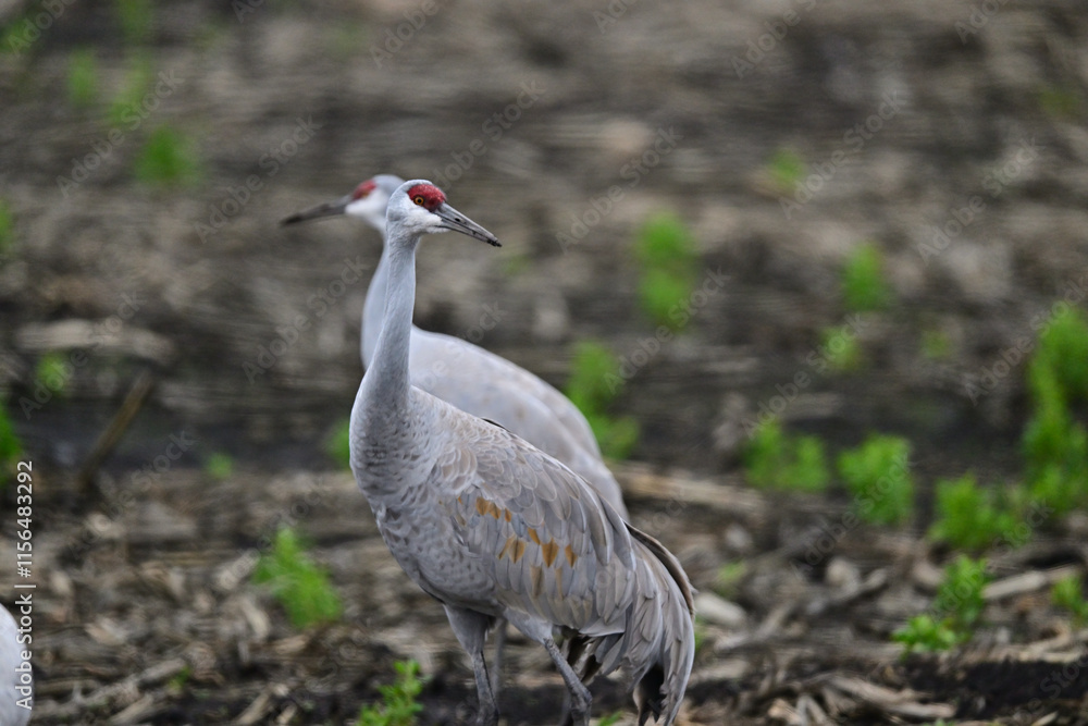 Fototapeta premium Sandhill Crane aka Grus canadensis feeding on grain field