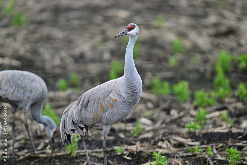 Naklejka premium Sandhill Crane aka Grus canadensis feeding on grain field