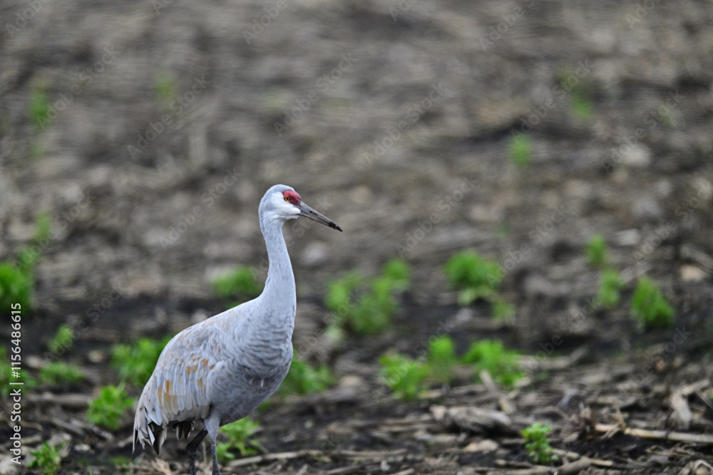 Fototapeta premium Sandhill Crane aka Grus canadensis feeding on grain field