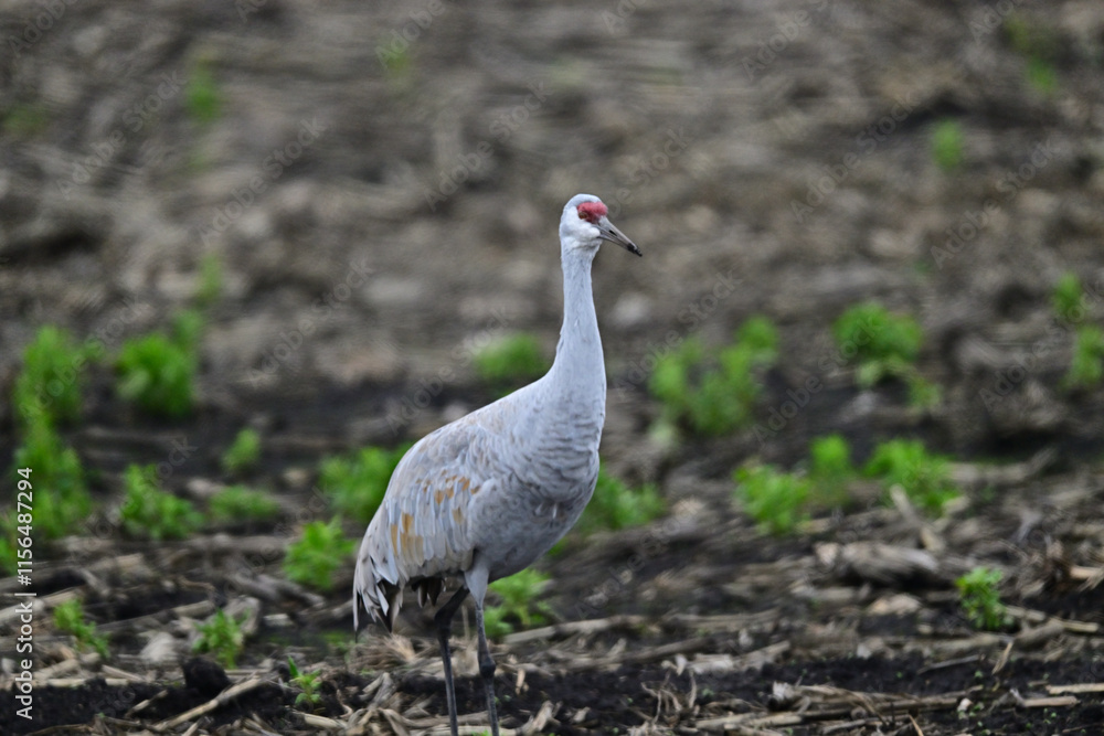 Fototapeta premium Sandhill Crane aka Grus canadensis feeding on grain field