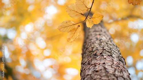 Autumnal Embrace: A low-ang...