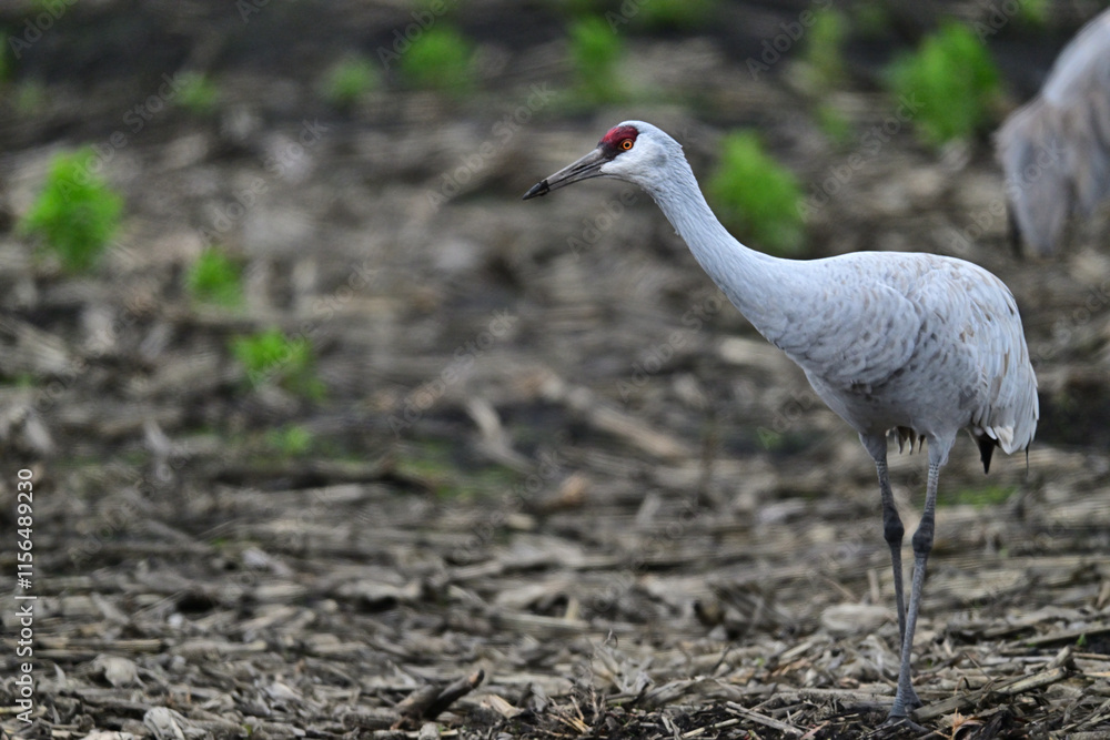 Fototapeta premium Sandhill Crane aka Grus canadensis at Staten Island, CA