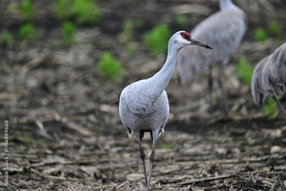 Fototapeta premium Sandhill Crane aka Grus canadensis at Staten Island, CA