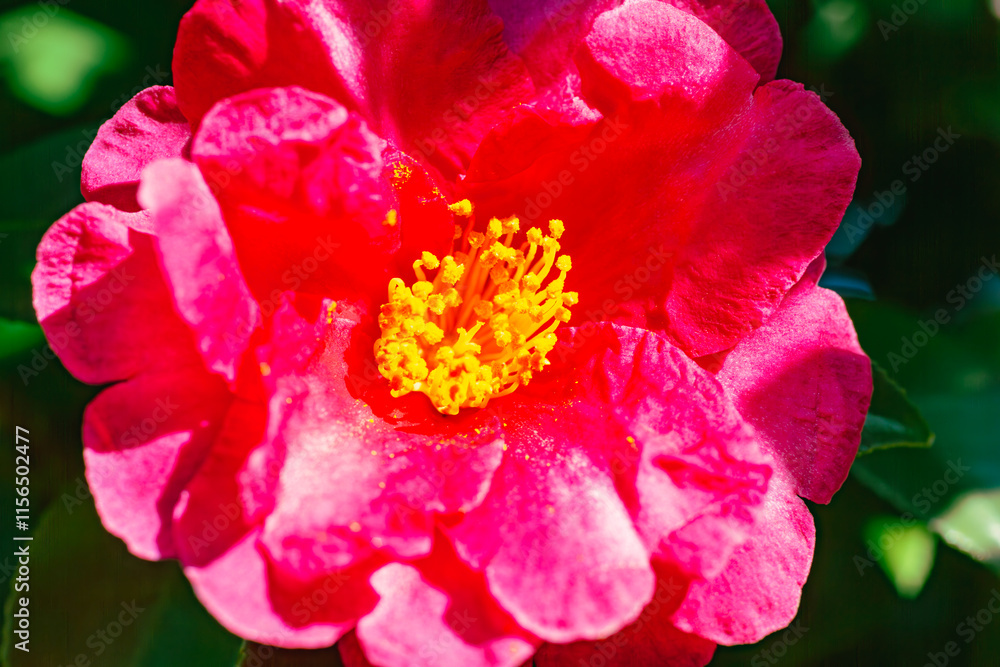 赤いツバキの花 クローズアップ 赤いツバキの花 クローズアップ