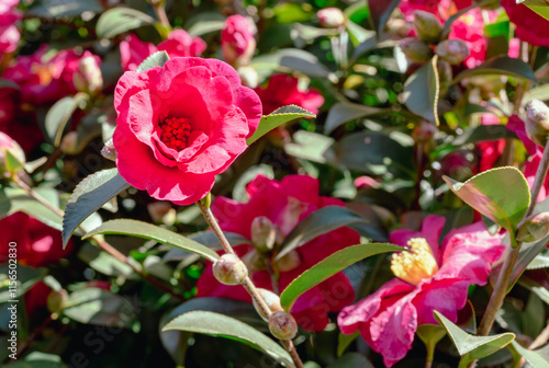 赤いツバキの花　クローズアップ