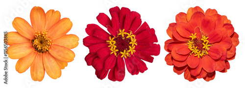 Konstfotografi red and yellow daisy flowers