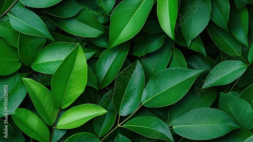 Wallpaper Mural Foliage green concept. A vibrant collection of lush green leaves in various shapes and sizes. Torontodigital.ca
