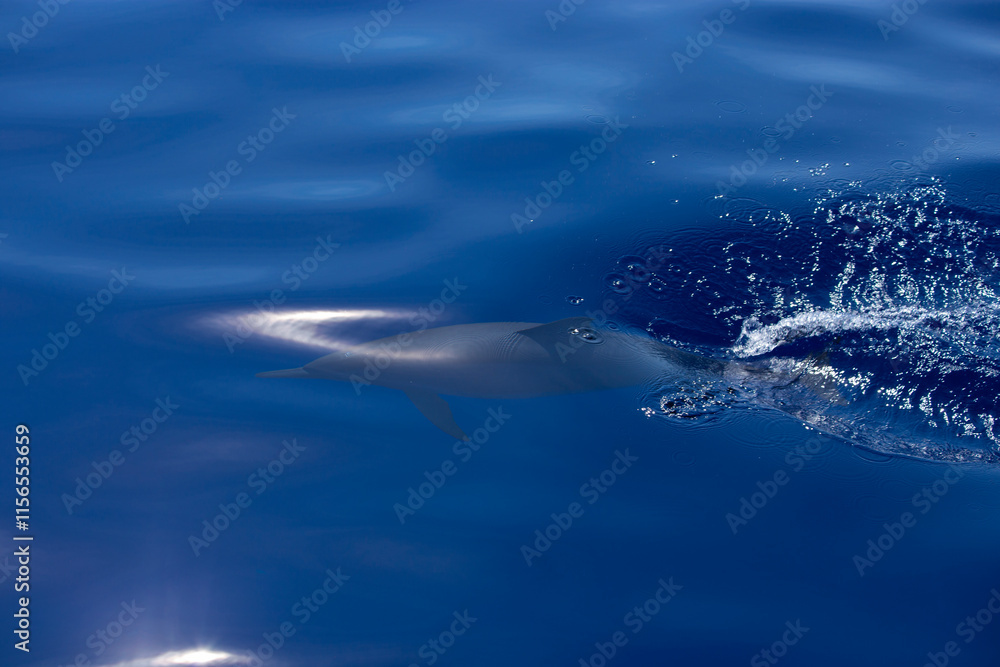 A sleek dolphin glides just beneath the ocean's calm, blue surface, creating gentle ripples and a splash. Sunlight reflects softly on the water, A sleek dolphin glides just beneath the ocean's calm, blue surface, creating gentle ripples and a splash. Sunlight reflects softly on the water,