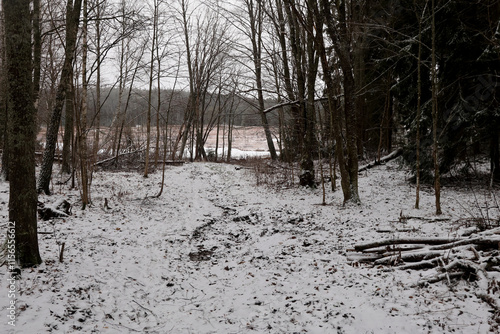 Photography Forest