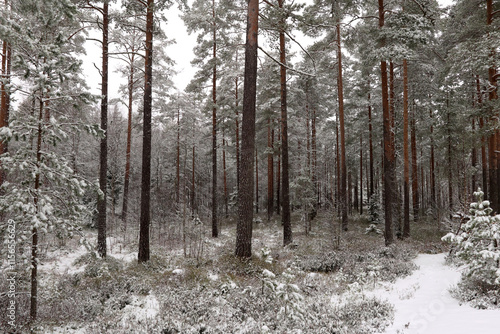 Photography Forest