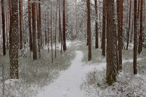 Sticker Forest