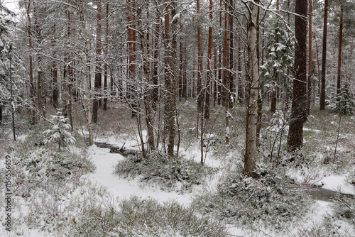 Photography Forest
